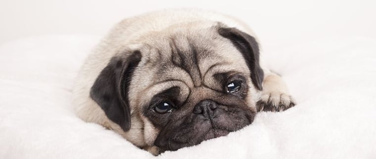 chiot qui pleure